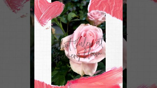 Mint Julep Hybrid Rose смотреть онлайн