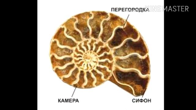 АММОНИТЫ - В ПОИСКАХ ОКАМЕНЕЛОСТЕЙ. смотреть онлайн