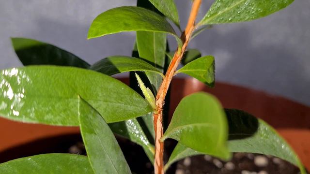 Каллистемон 2 смотреть онлайн