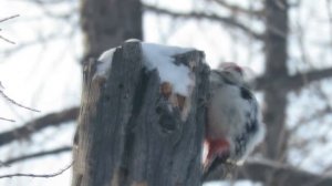Дятел стучит по столбу.