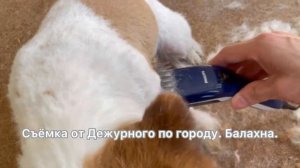 Стрижка Джека Рассела (Джесси) на лето.04.08.2021 о собаке. Съёмка от Дежурного по городу. Балахна.