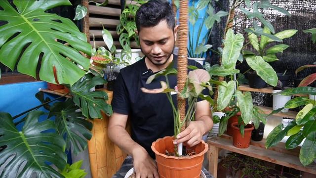 TIPS REPOTTING SYNGONIUM THREE KINGS DAN MEDIA TANAM SYNGONIUM YANG BAIK смотреть онлайн