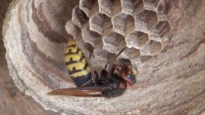 Одинокий шершень строит себе гнездо