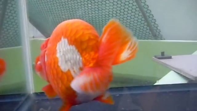 red white thai ranchu смотреть онлайн