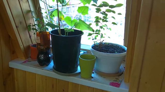 Где живёт рассада. смотреть онлайн