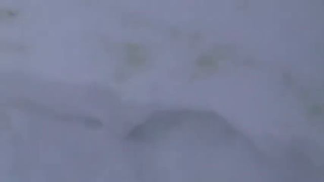 В тайге смотреть онлайн