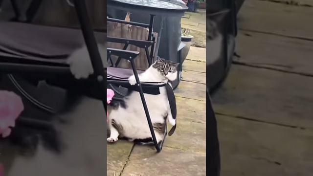 Толстая кошка, грация картошки. всратая кошка. смешные коты смотреть онлайн