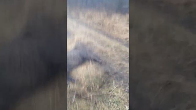 Натаскиваем щенка на кабана!!! смотреть онлайн