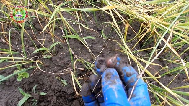 Как самостоятельно вырастить здоровые качественные семена озимого чеснока? смотреть онлайн