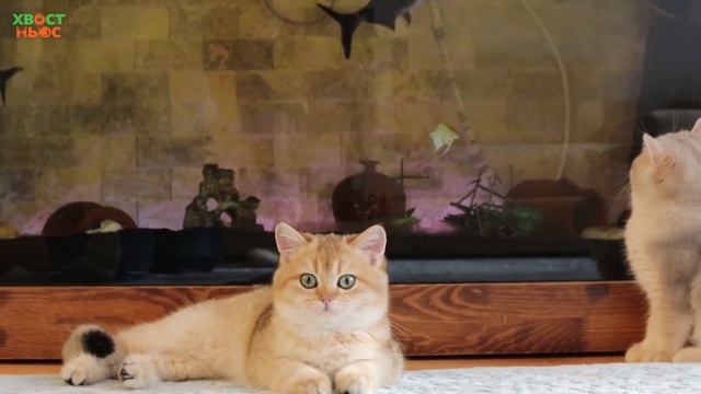 Это интересно! Золотая шиншилла смотреть онлайн