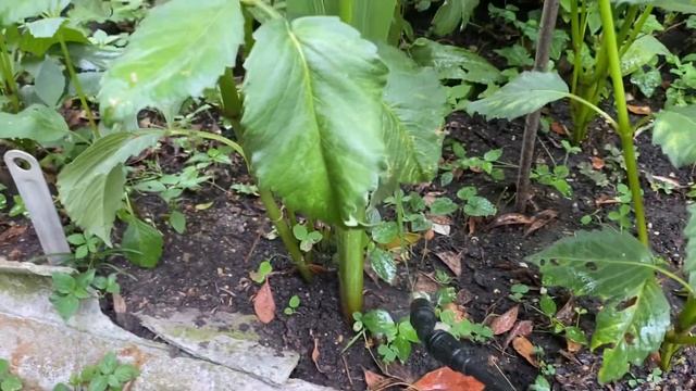 Обработка растений Алатаром Борьба с вредителями гусеницы смотреть онлайн