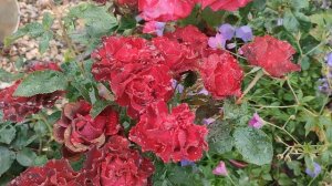 Роза Омаж а Барбара в Подмосковье