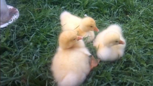 ЖИЛИ БЫЛИ ГУСИ . Серёжа  купил гусят . Жизнь в деревне .Недельные гусята