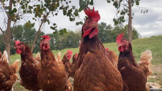 A Bugs Eye View At Farmer Ezra's Pasture-Raised Farm смотреть онлайн