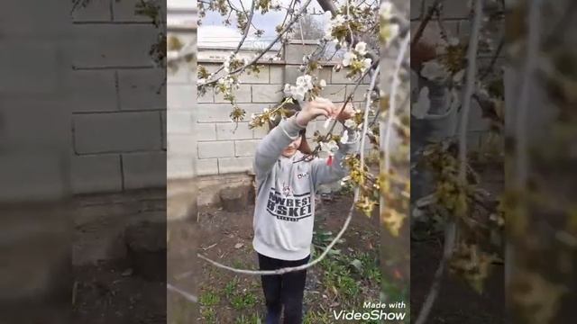 Legenda Martisorului.Tradiții de Florii. Танец маленьких утят. Дети украшают марцишорами дерево. смотреть онлайн