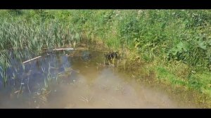 Щенок американского стаффордширского терьера первый раз купается в пруду.