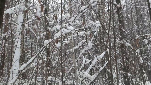 Прогулка на лыжах в зимнем лесу смотреть онлайн