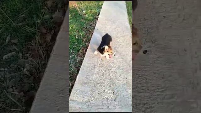 Видео WhatsApp 2023 12 30 в 19 24 21 a3877ff8 смотреть онлайн