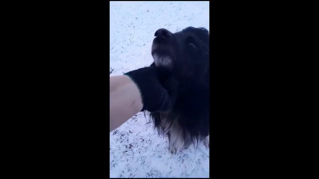 Кролиководство.Наташа приручает бездомную собаку.люди будьте добрее. смотреть онлайн