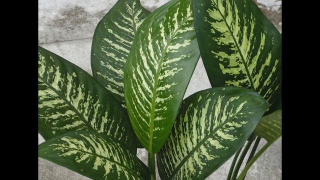 Диффенбахия комнатное декоративное растение, но ядовитое смотреть онлайн