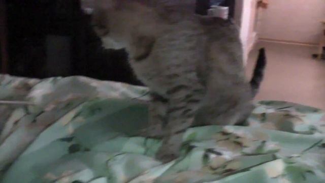 Кошка-собака смотреть онлайн