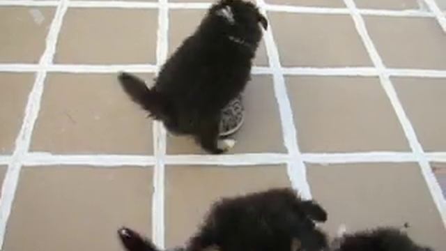 Щенки ШЕЛТИ - мини колли. смотреть онлайн