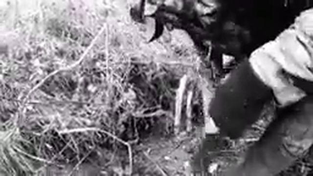 Trapping (барсук) в рамках курса "Уральская школа охотника". смотреть онлайн