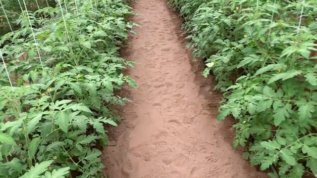 ТОМАТ ДЕВОНЕТ (от ВЫСАДКИ до СБОРА) смотреть онлайн