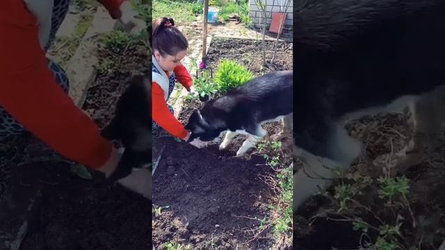 Помощник смотреть онлайн