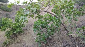 Ещё раз о фисташке съедобной в Крыму.