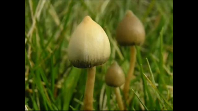 Terence Mckenna - Exogenesis and Mushroom Spores in Space смотреть онлайн