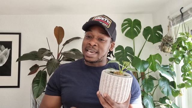 I bought a Philodendron Spiritus Sancti! смотреть онлайн