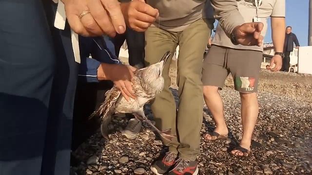 ПТИЧЬЯ РЫБАЛКА (п.Ольгинка 3.10.17) смотреть онлайн