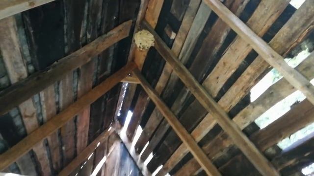 Дикие насекомые - шершни! смотреть онлайн