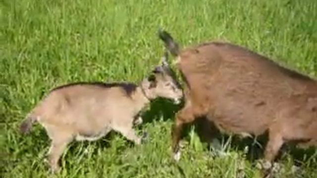 Камерунские карликовые козы смотреть онлайн