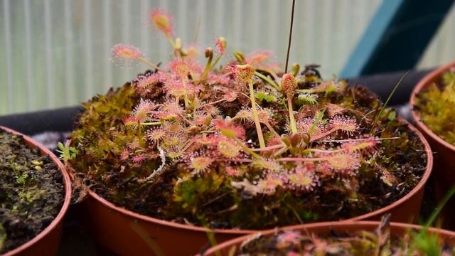 Comment CULTIVER Drosera Rotundifolia (plante Carnivore) ?