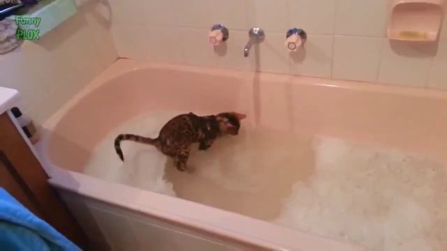 Как помыть кота смотреть онлайн