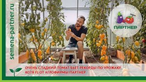 ОЧЕНЬ СЛАДКИЙ ТОМАТ бьет рекорды по урожаю! Котя F1 от агрофирмы ПАРТНЕР