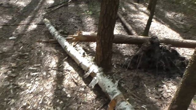 По ГРИБЫ С ВЕРНЫМ ДРУГОМ в СЕРЕДИНЕ МАЯ! Грибов МНОГО!