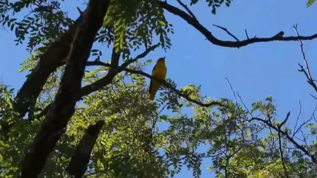 Иволга смотреть онлайн