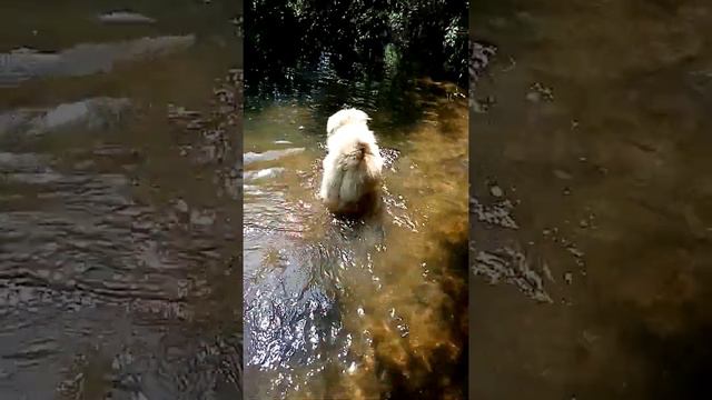 Чау чау купается смотреть онлайн