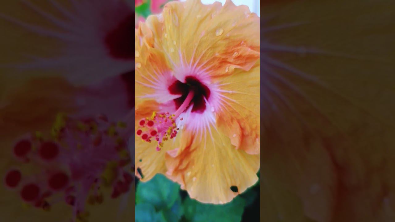 Цветы у дома. #камбоджа смотреть онлайн