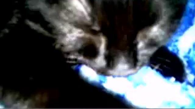 Кошка сосёт одеяло ;DD смотреть онлайн