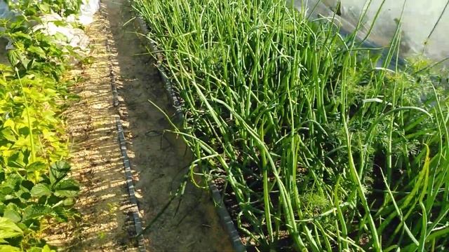 Обзор ОГОРОДА в ТВЕРСКОЙ области.Даже думать-не думала,пришла ПОЛИВАТЬ и ПОНЕСЛОСЬ.Птицы обнаглели. смотреть онлайн