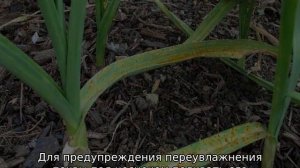 Желтеет чеснок весной — что делать