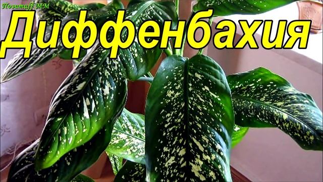 ТОП 10 комнатных РАСТЕНИЙ-ВАМПИРОВ с плохой ЭНЕРГЕТИКОЙ для человека. смотреть онлайн