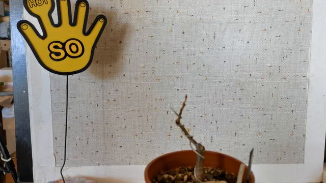 Бонсай из Облепихи, обрезка в кнце зимы. смотреть онлайн