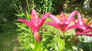 Мои новинки:лилии ЛА-ГИБРИДЫ из агрофирмы Поиск и Русский огород.