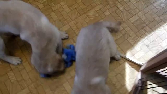 Mini Retrievers - size differences in the same litter смотреть онлайн