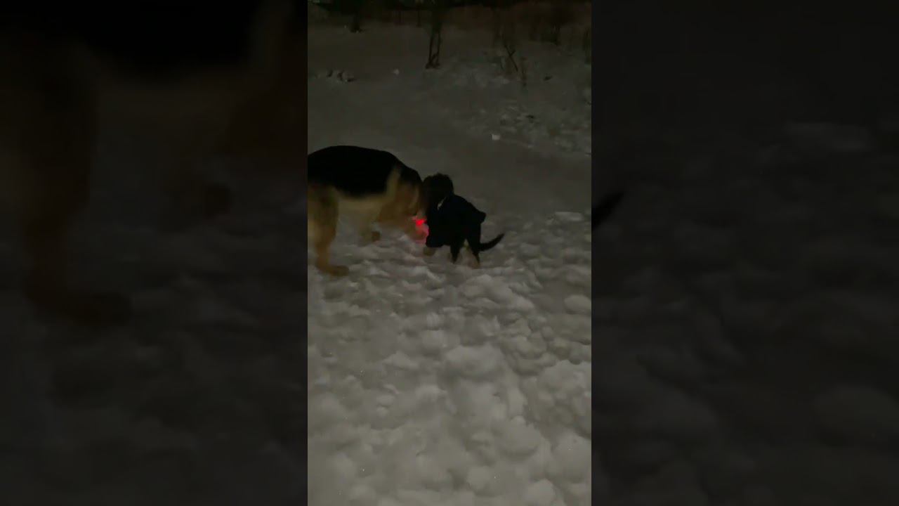 Щенок немецкой овчарки 2 мес. Играет со снегом #немецкаяовчарка #собаки смотреть онлайн